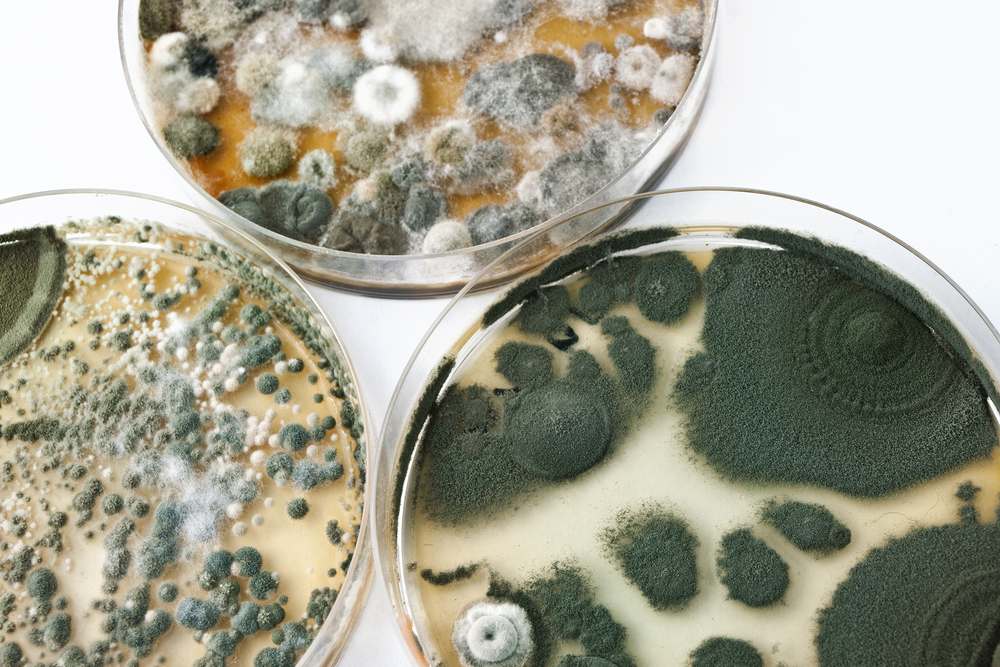 aspergillus mold in petri dish